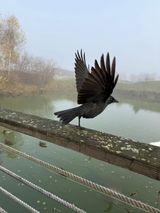 «Взмах крыльев. Новый день. Новые горизонты»